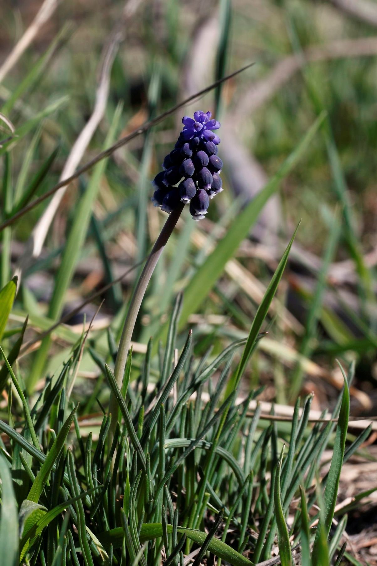 Muscari neglectum
